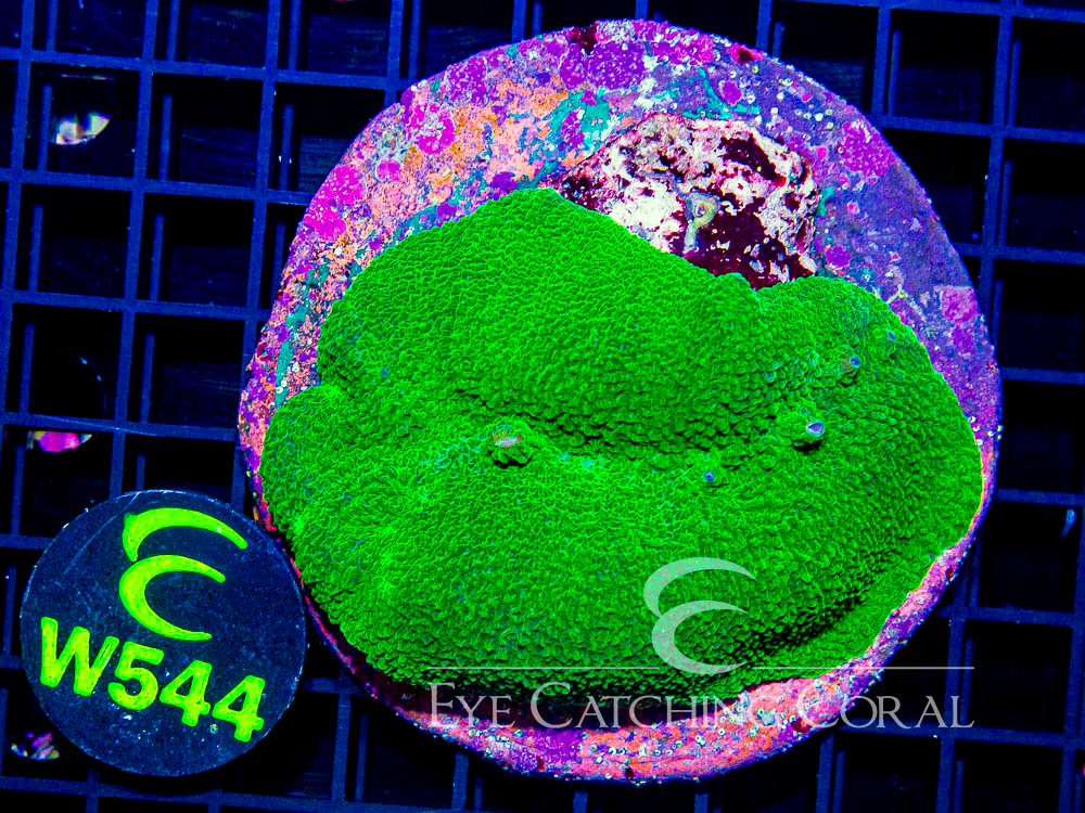 Indo Elephant Ear Mushroom Neon Green L - Disc W544