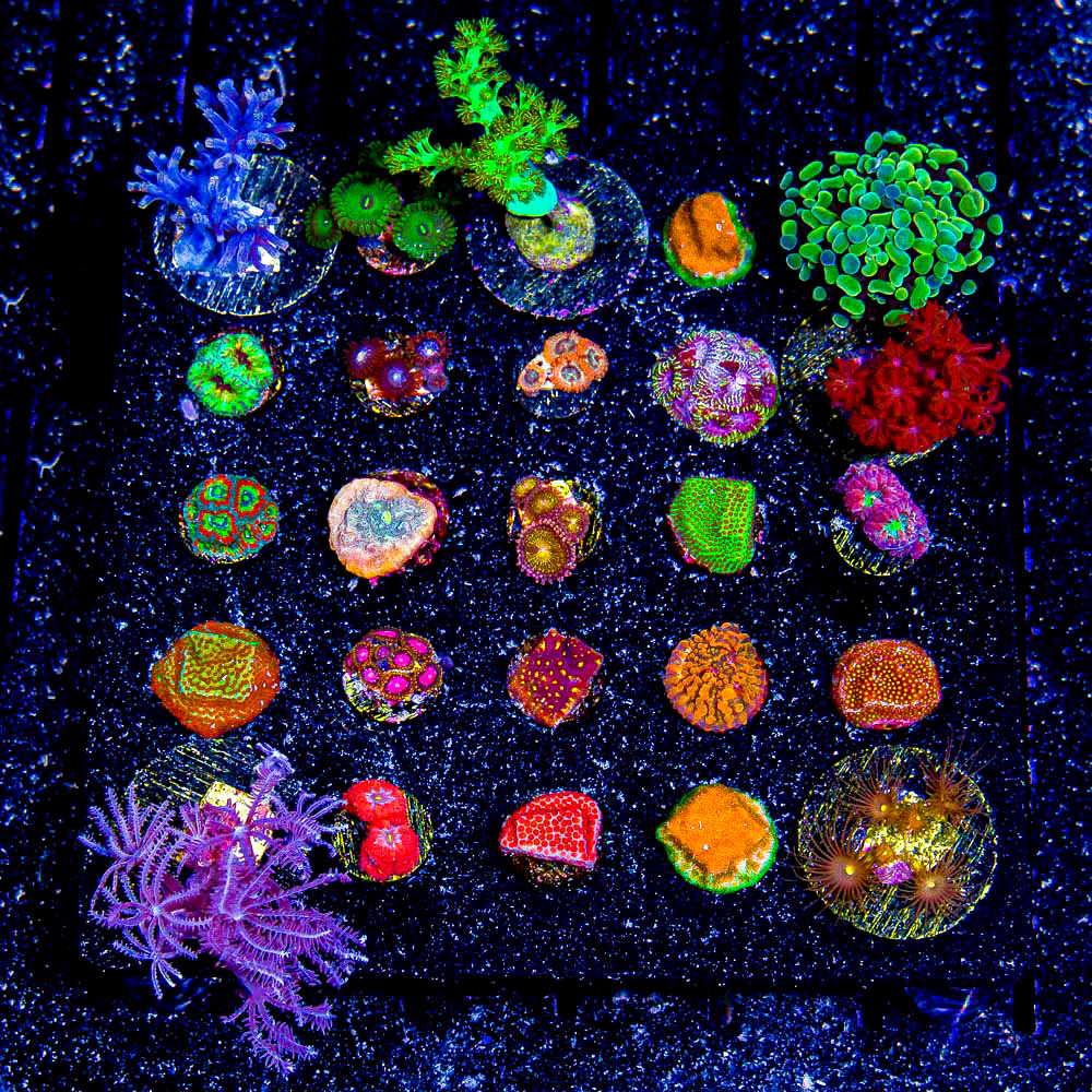 ECC Assorted Aquacultured Coral Frag Pack