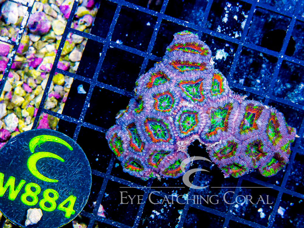 Aussie Acan Lord Rainbow or Super Ultra S - Disc W884