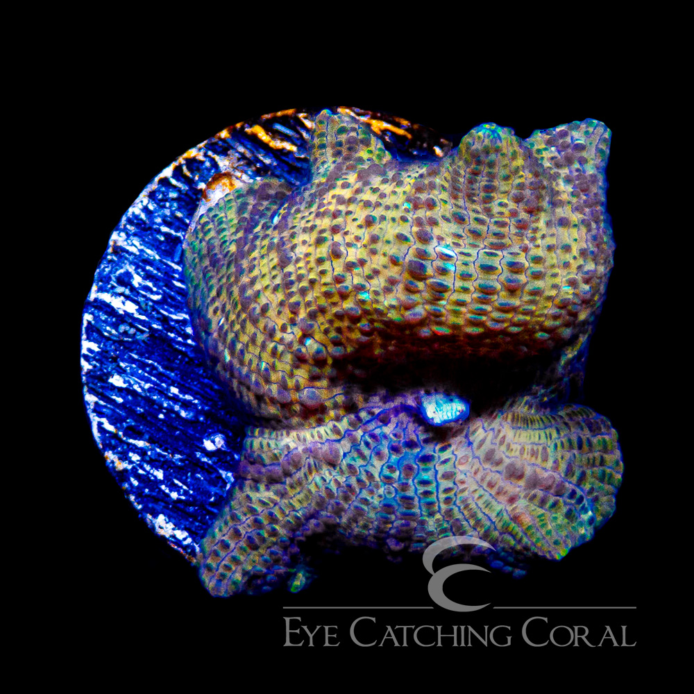 ECC Suns Zenith Disco Mushroom Frag