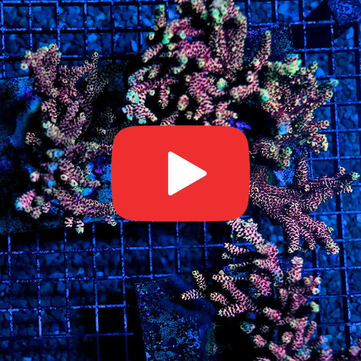 ECC Rainbow Sherbet Acropora Frag