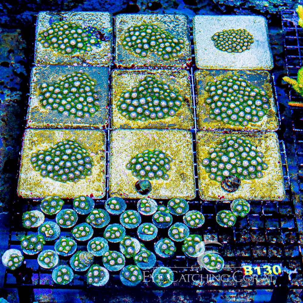 ECC Laser Lemon Zoanthid Frag (4+ Polyp Average)