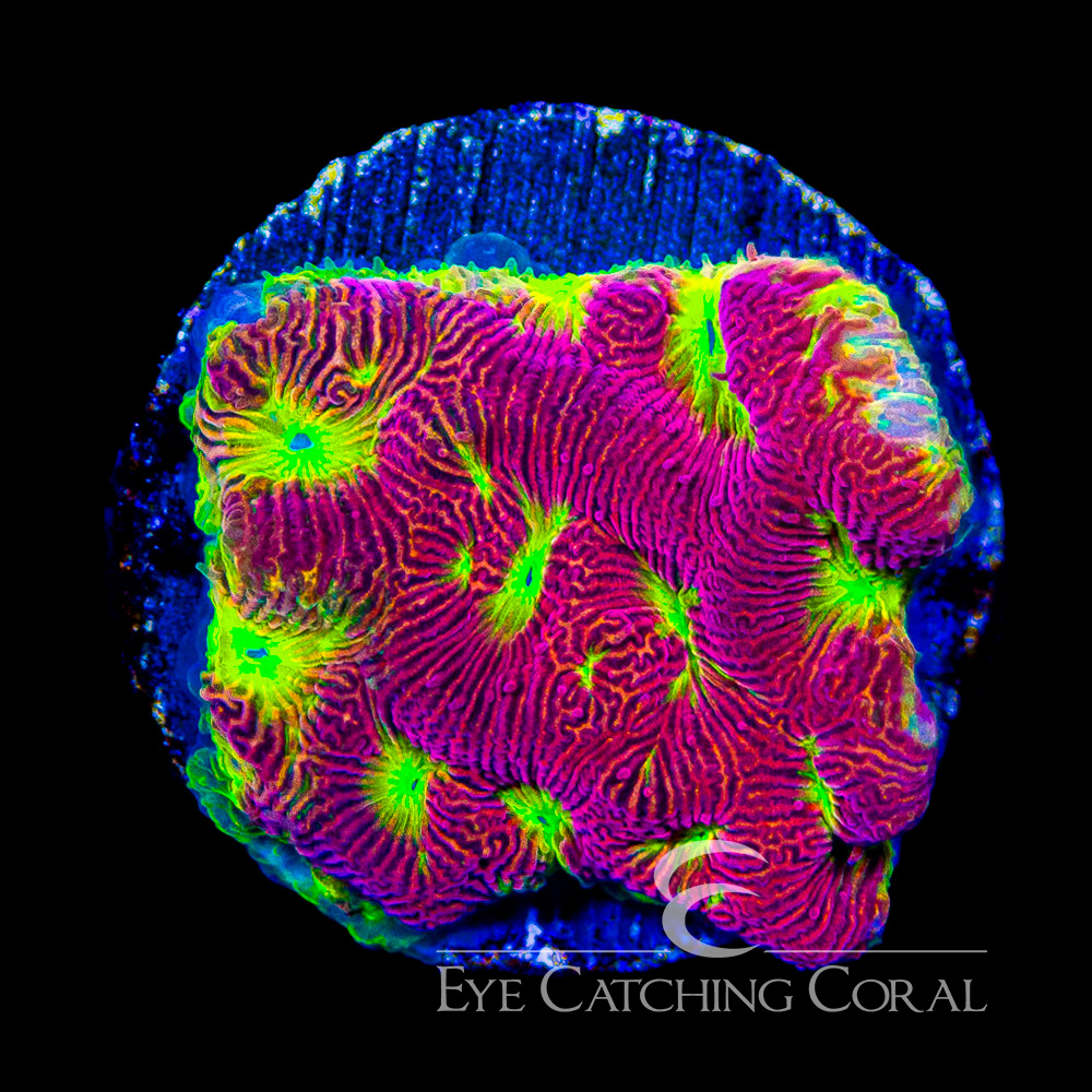 ECC Solar Flare Leptoseris Frag