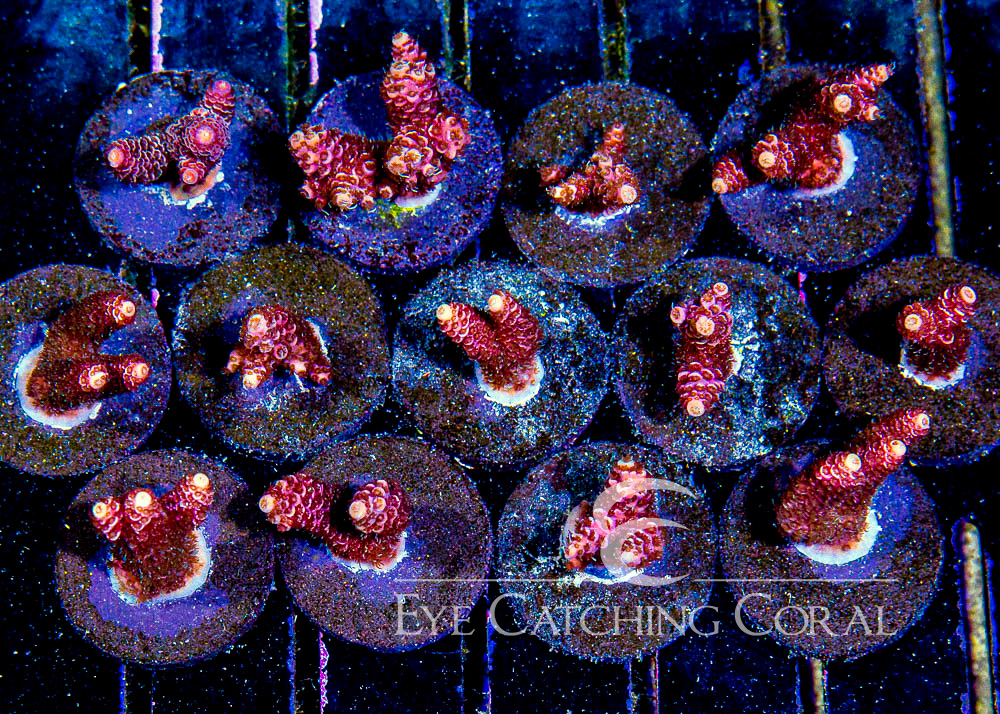 ECC Cherry Tree Acropora Frag