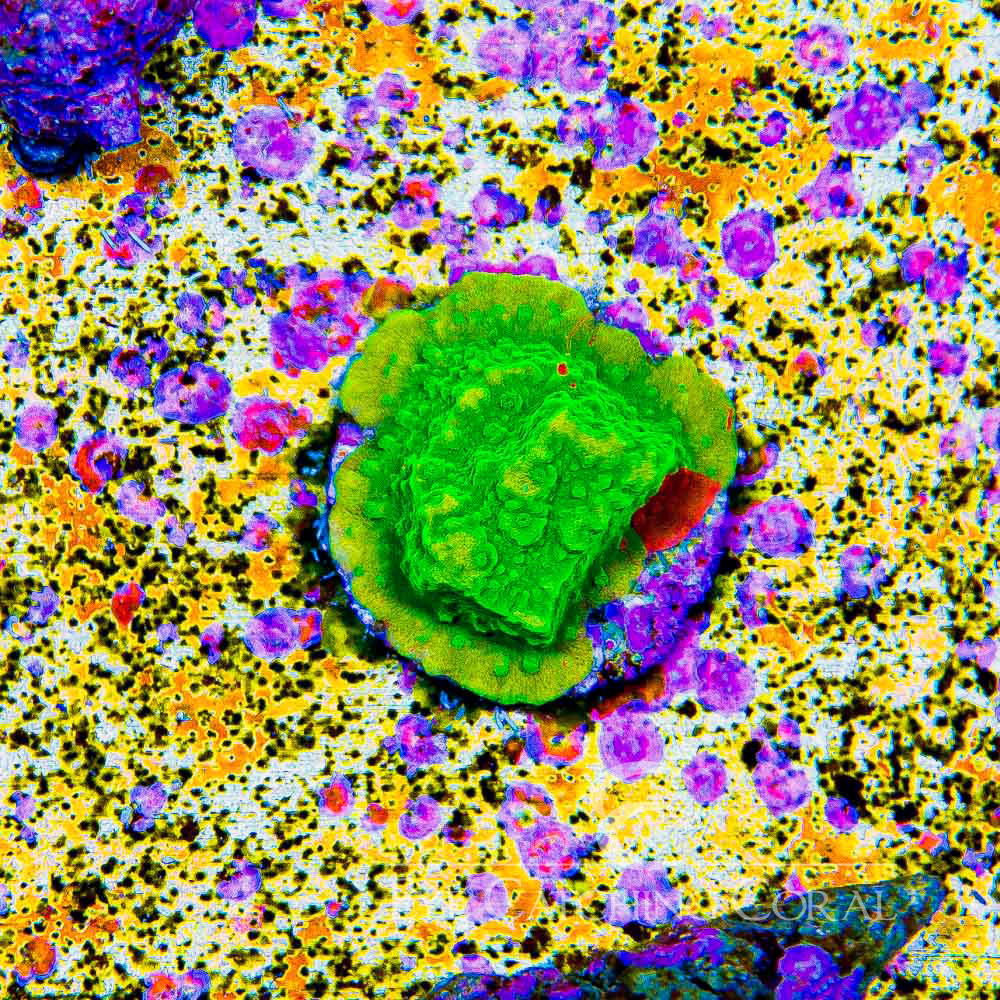 ECC Nuclear Green Montipora Frag (All or mostly green color)