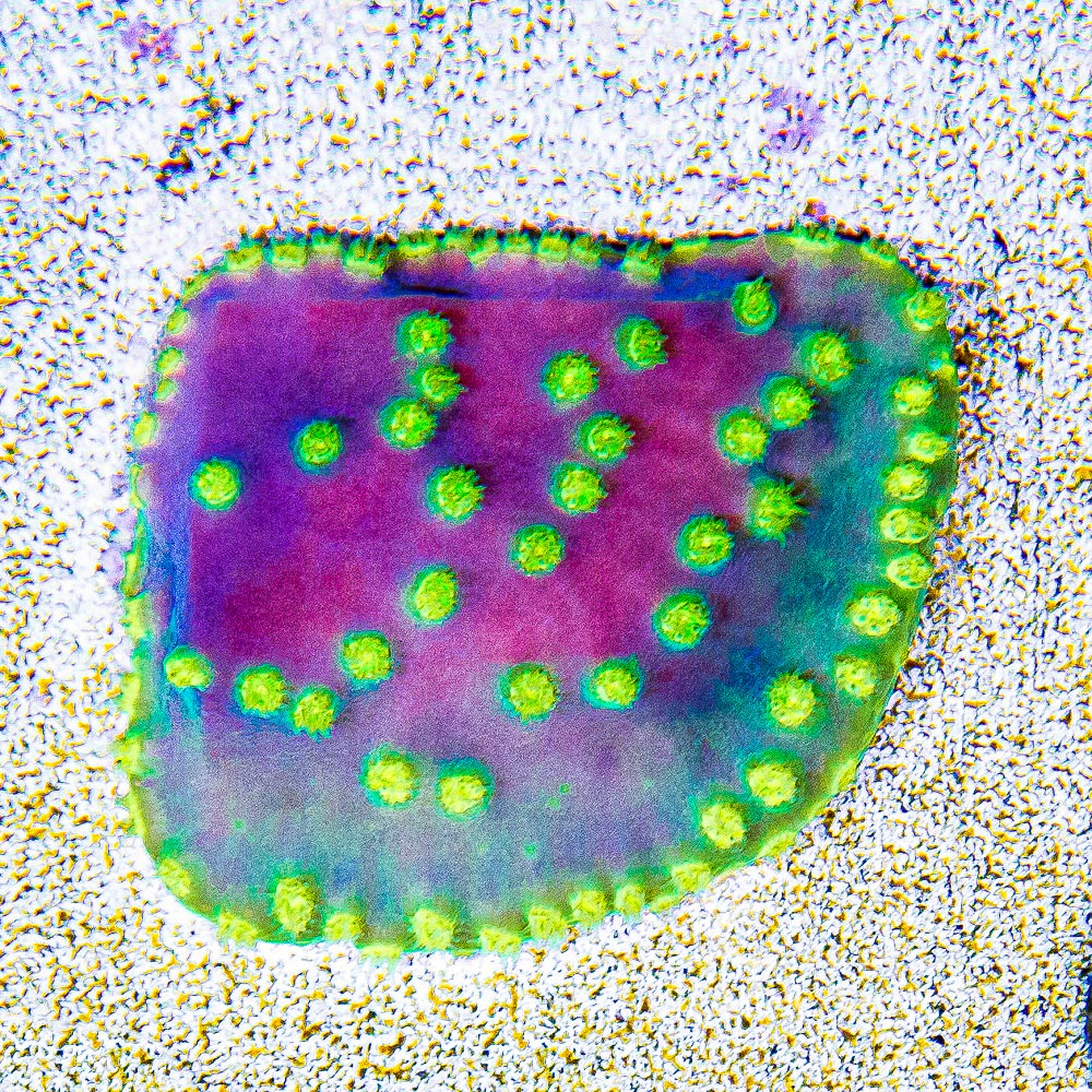 ECC Yellow Scroll Frag