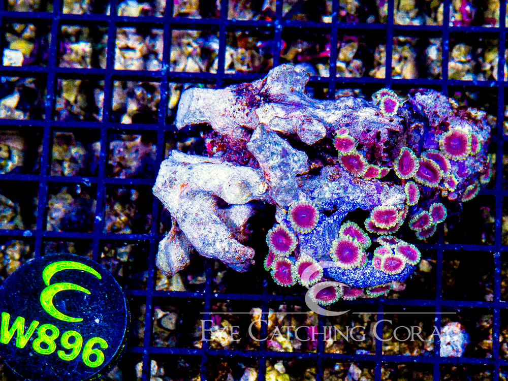 Indo Zoanthid Ultra (Sorted by Size & Color) Level 6 - Disc W896