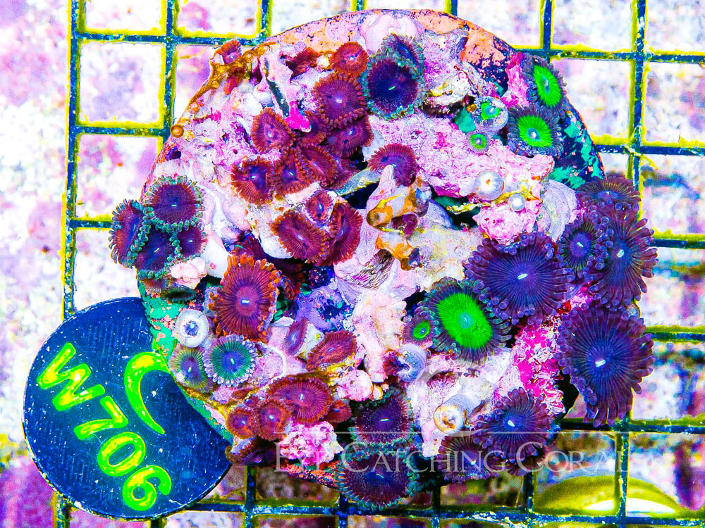 Indo Zoanthid L - Disc W706