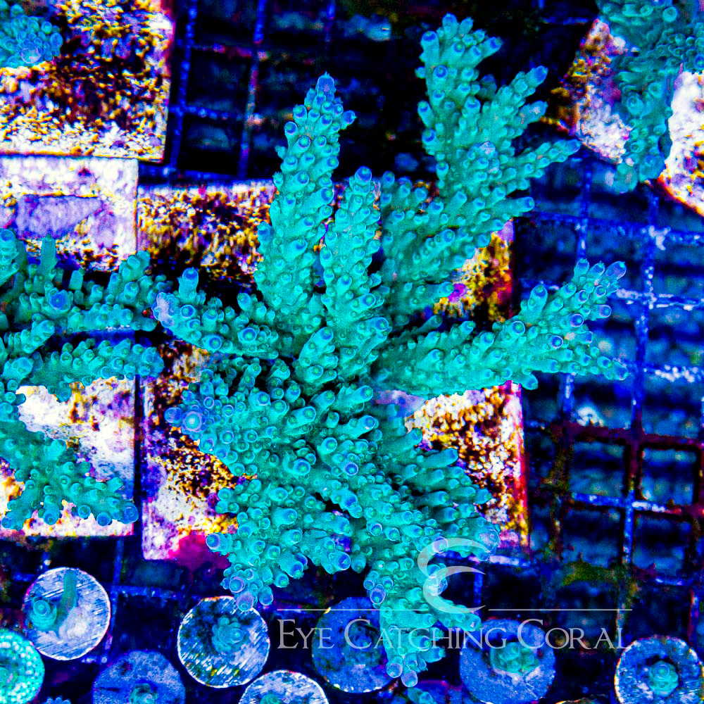 ECC Ice Tort Acropora Frag