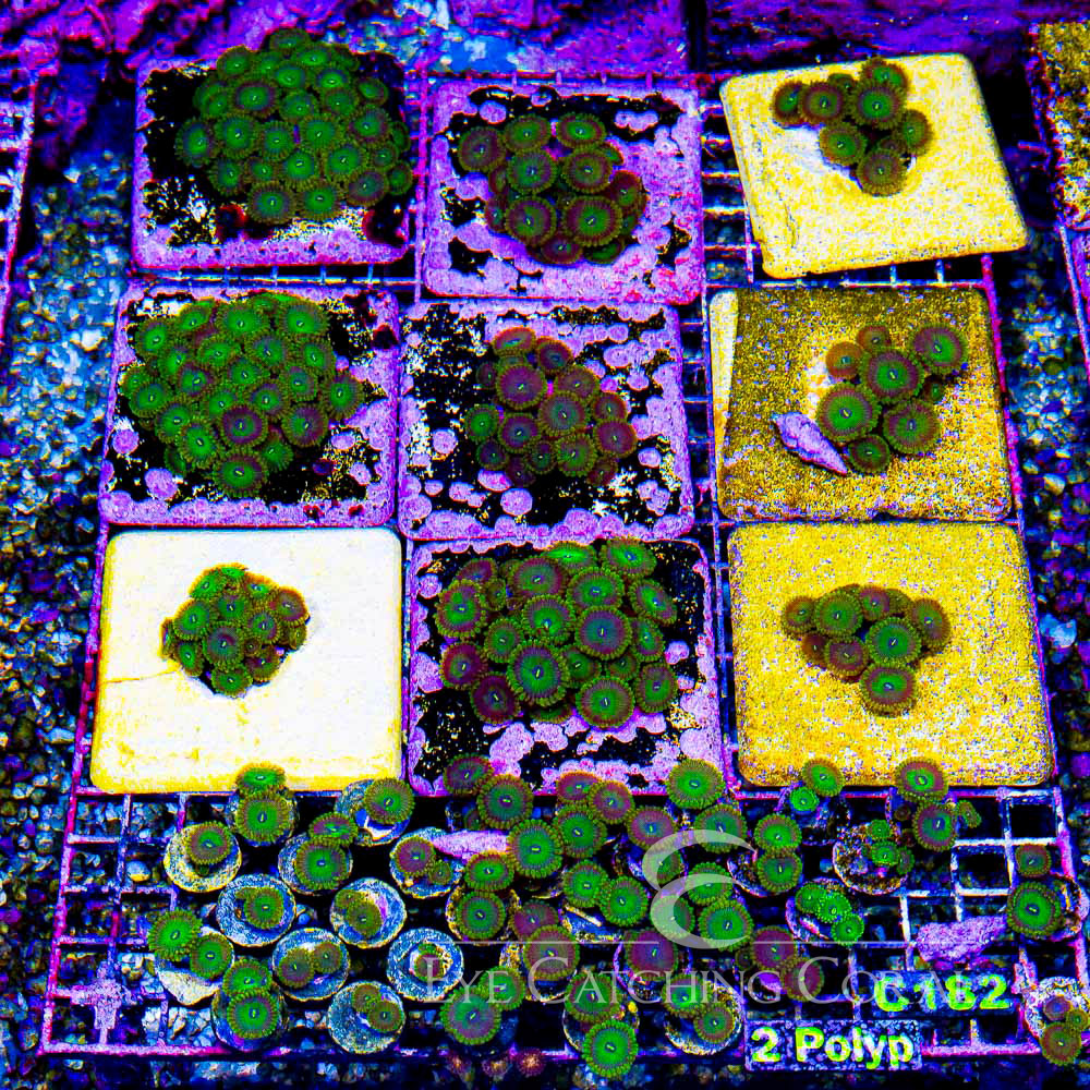 ECC Grouchy Green Zoanthid Frag (2+Polyp Average)