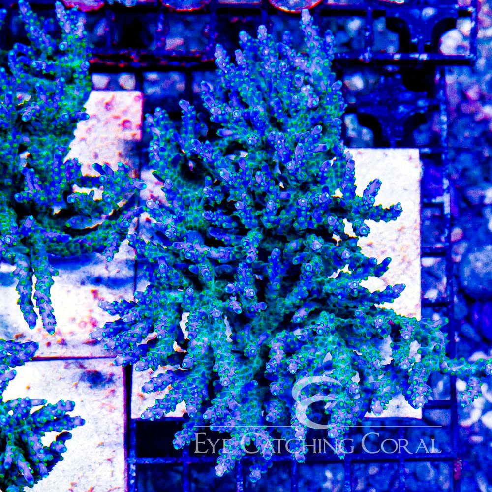 ECC Tricolor Valida Acropora Frag