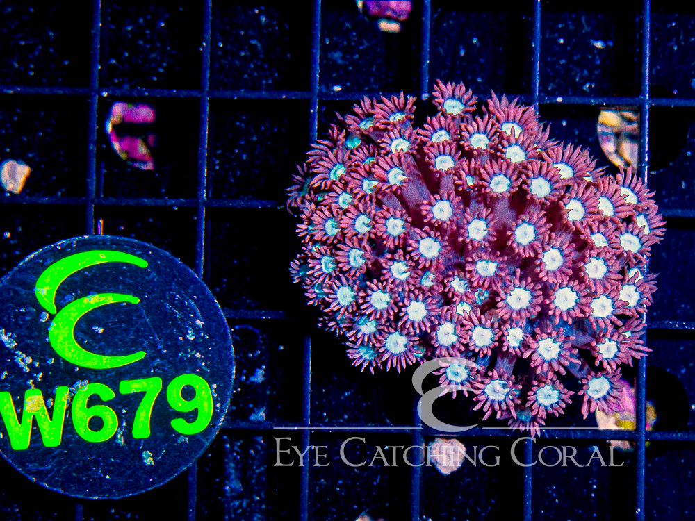 Aussie West Coast Goniopora Red or Pink XS - Disc W679