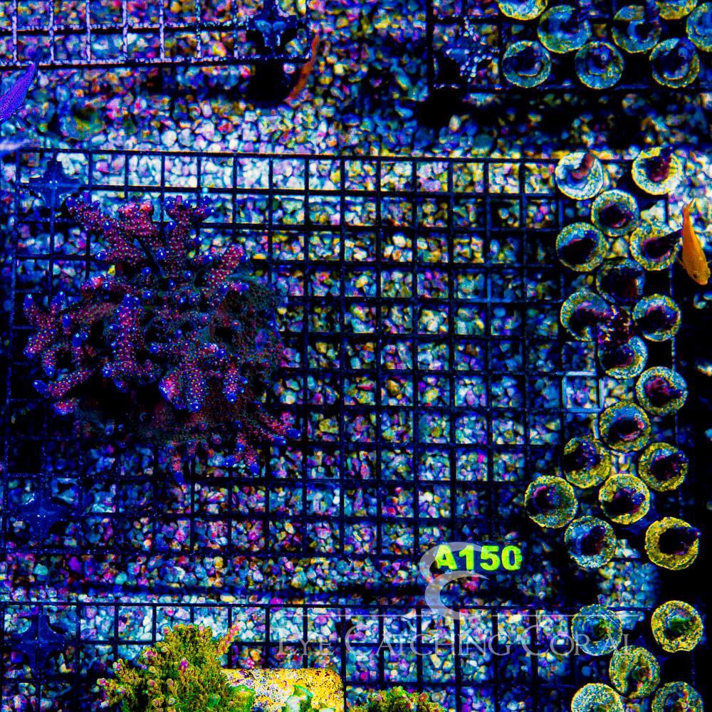 ECC Molten Night Acropora Frag