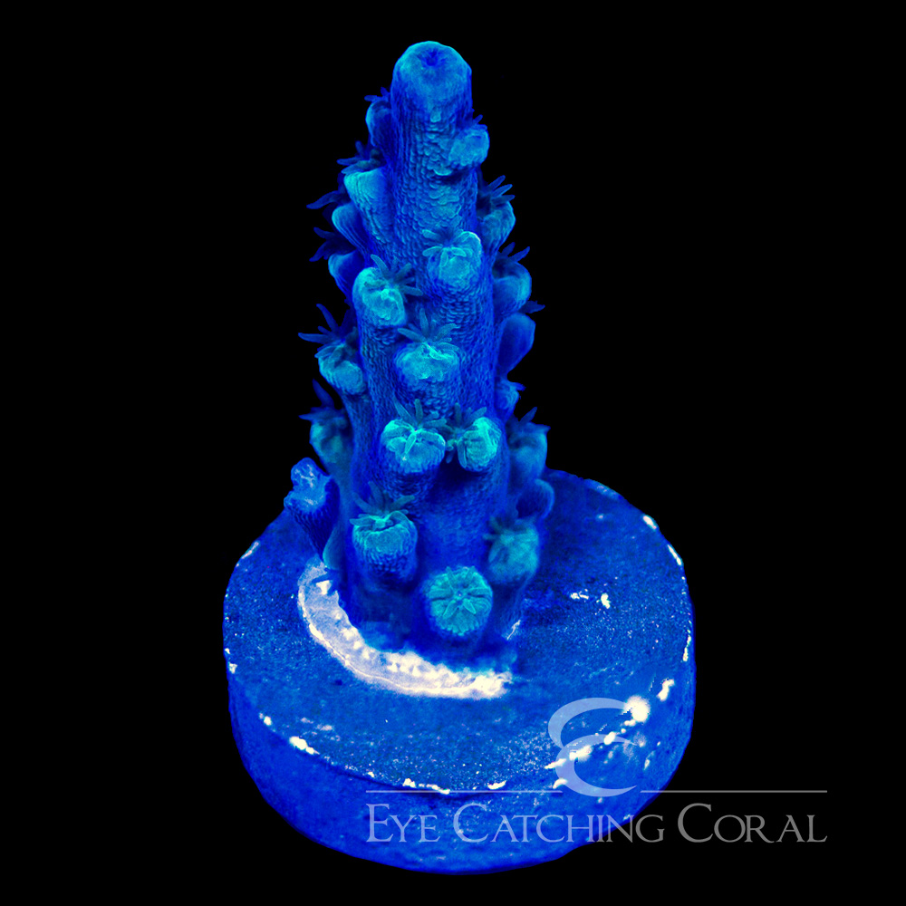 ECC Oregon Blue Tort Frag