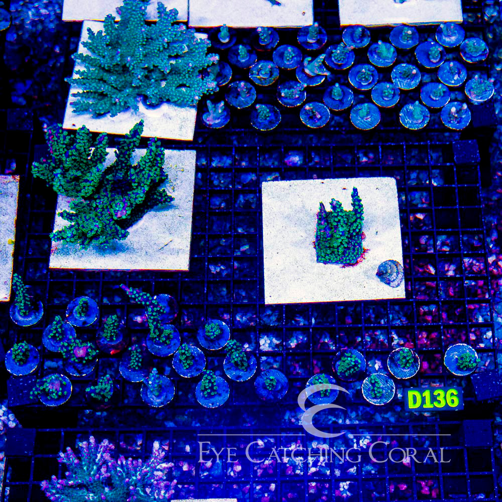 ECC Dark Knight Acropora Frag