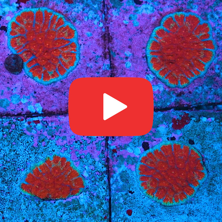 ECC Old Glory Favia Frag