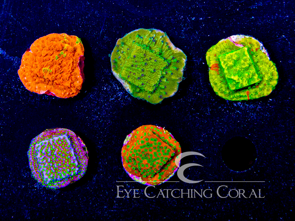 ECC Assorted Montipora Aquacultured Coral Frag Pack