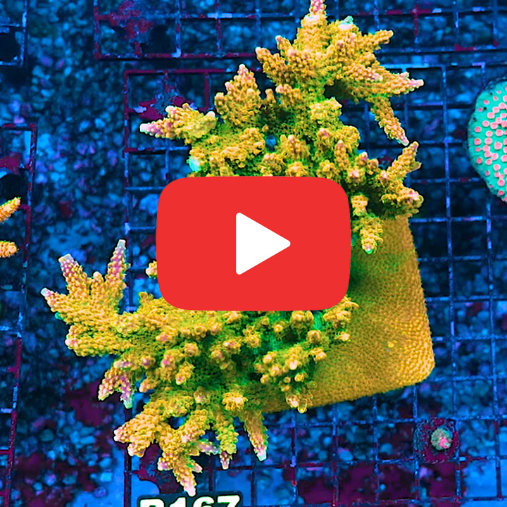 ECC Rainbow Loom Acropora Frag