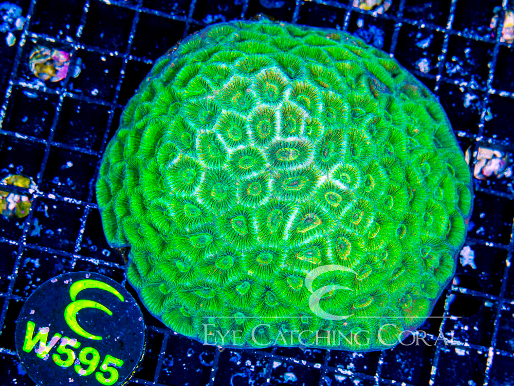Aussie Goniastrea Moon Favia West Coast Show - Disc W595