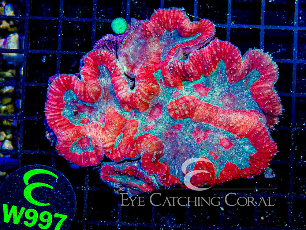 Indo Lobophyllia or Symphyllia L - Disc W997