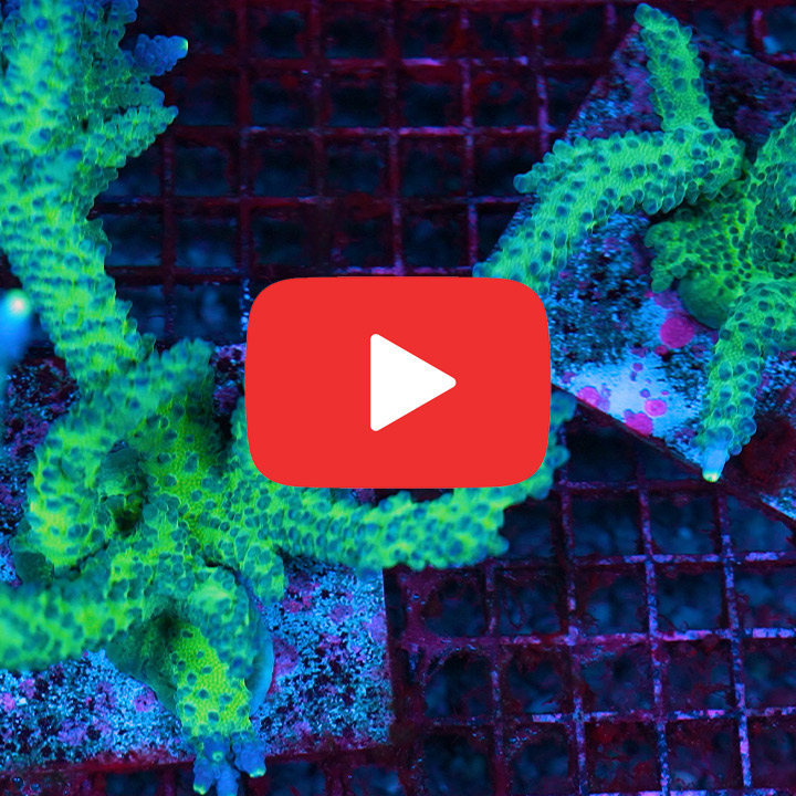 ECC Yellow Tip Acropora Frag