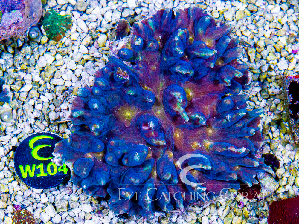 Indo Pectinia Show - Disc W104
