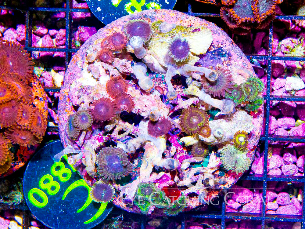 Indo Zoanthid L - Disc W880