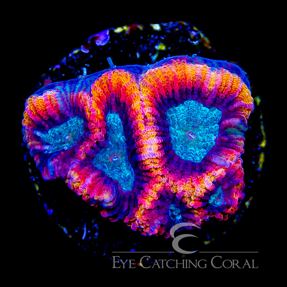 ECC Galactic Flame Micro Favia Frag