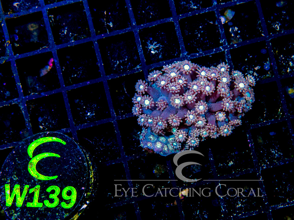 Aussie West Coast Goniopora Red or Pink XS - Disc W139