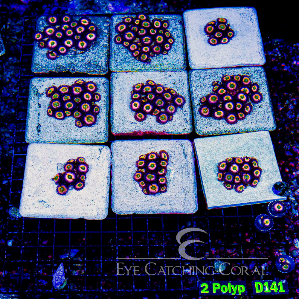 ECC Perennial Dance Zoanthid Frag (2+ Polyp Average)