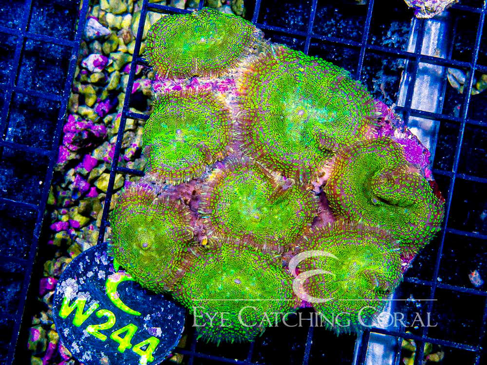 Indo Rhodactis Mushroom XL - Disc W244