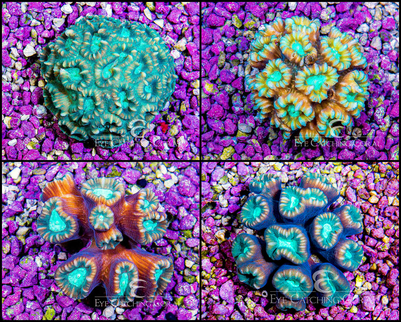 Breathtaking Eye Catching Coral View Art Breathtaking Eye Catching Coral View Art