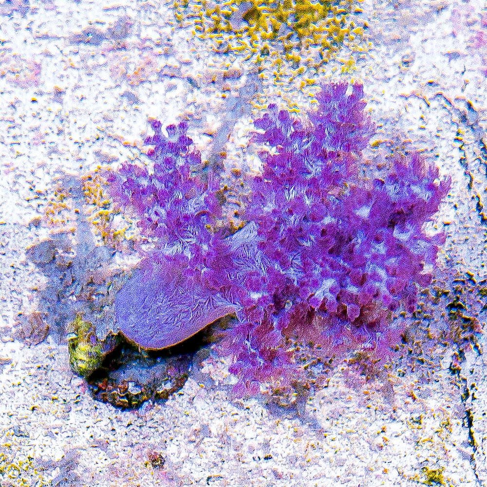 Koji Pink Nephthea Big Frag