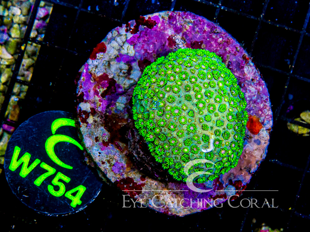 Indo Goniopora M - Disc W754