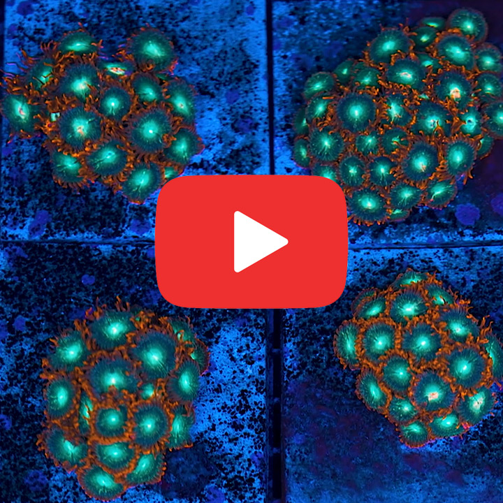 ECC Redwood Zoanthid Frag (Big Polyp Zoa) (2+Polyp Average)