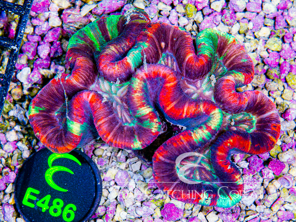Aussie Trachy Ultra L - Disc E486