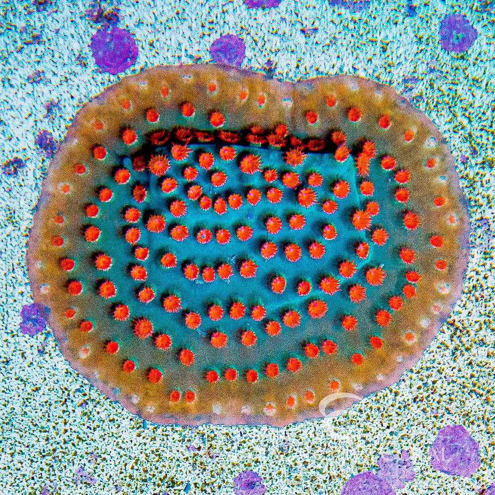 ECC Meteor Shower Cyphastrea Frag