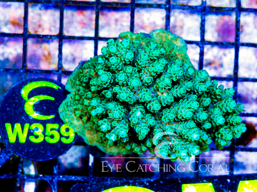 Fiji Acropora Wild M - Disc W359