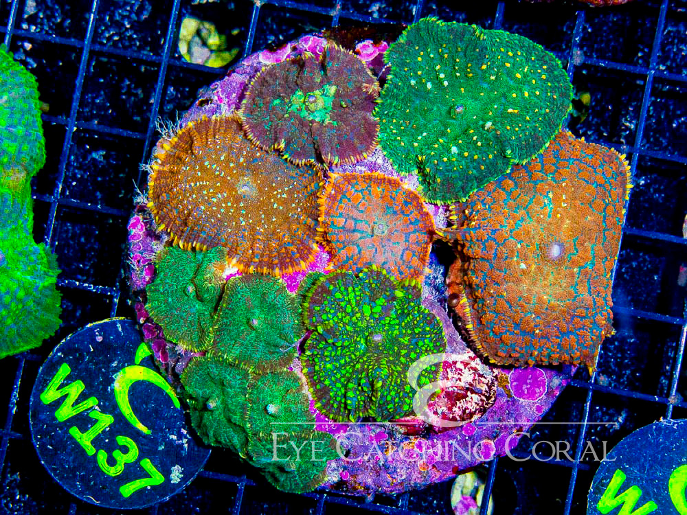Indo Rhodactis Mushroom XL - Disc W137
