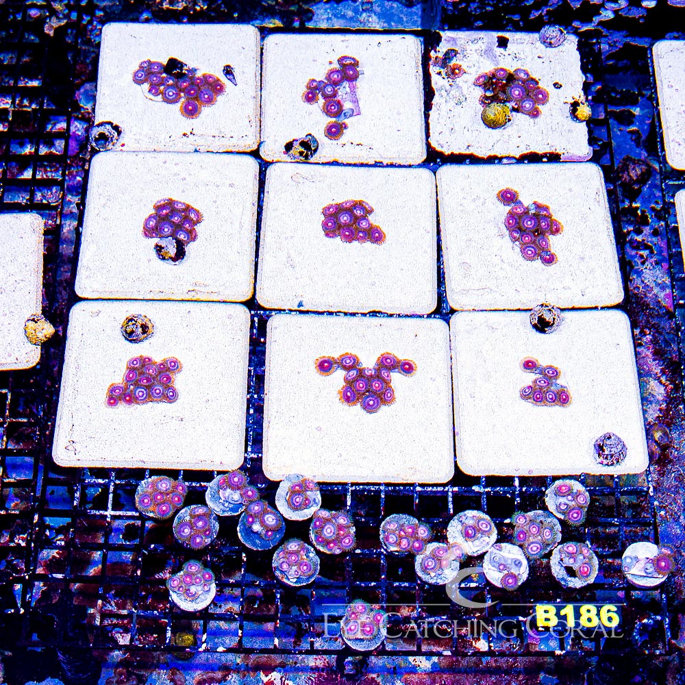 ECC Plasma Cutter Zoanthid Frag (4+ Polyp Average)
