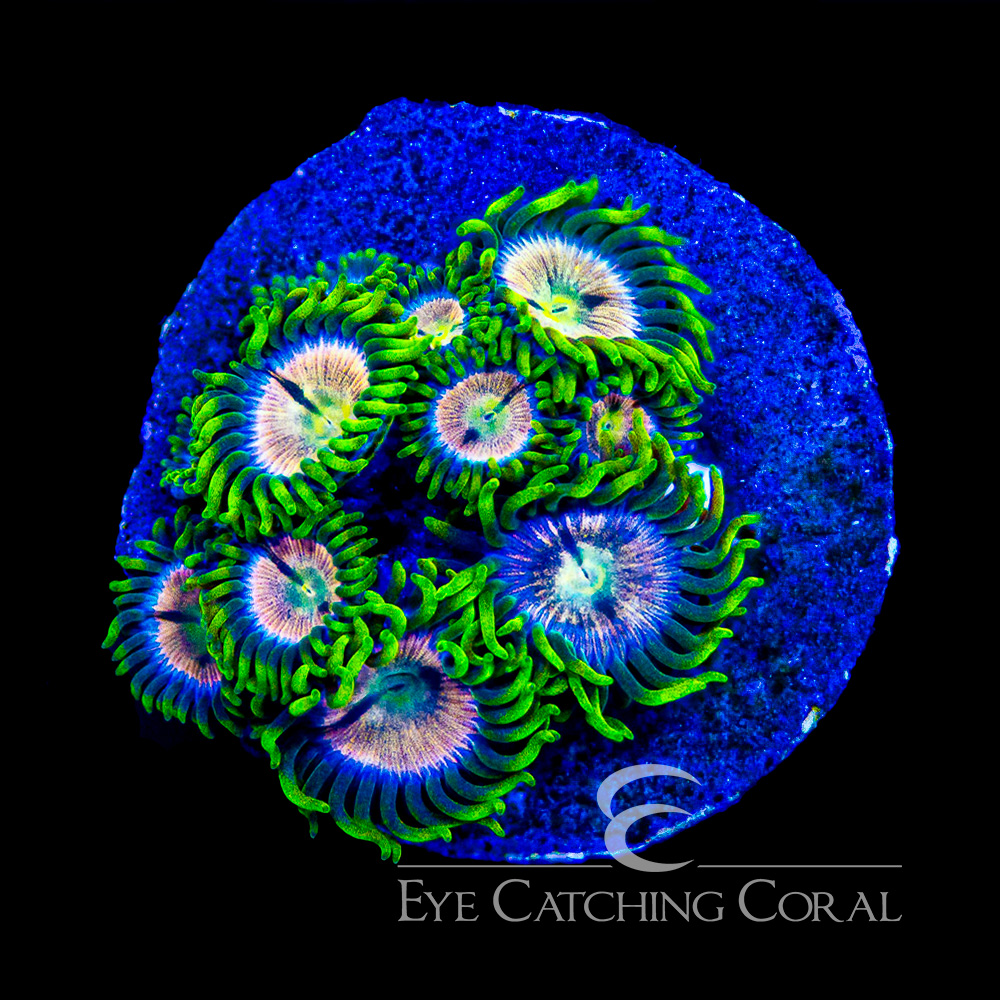 ECC Pink Bliss Zoanthid Frag (4+Polyp Average)