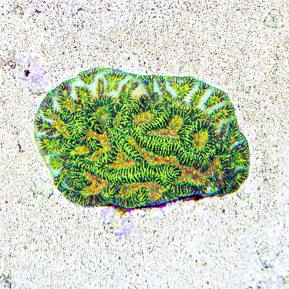 ECC Firewater Platygyra Frag