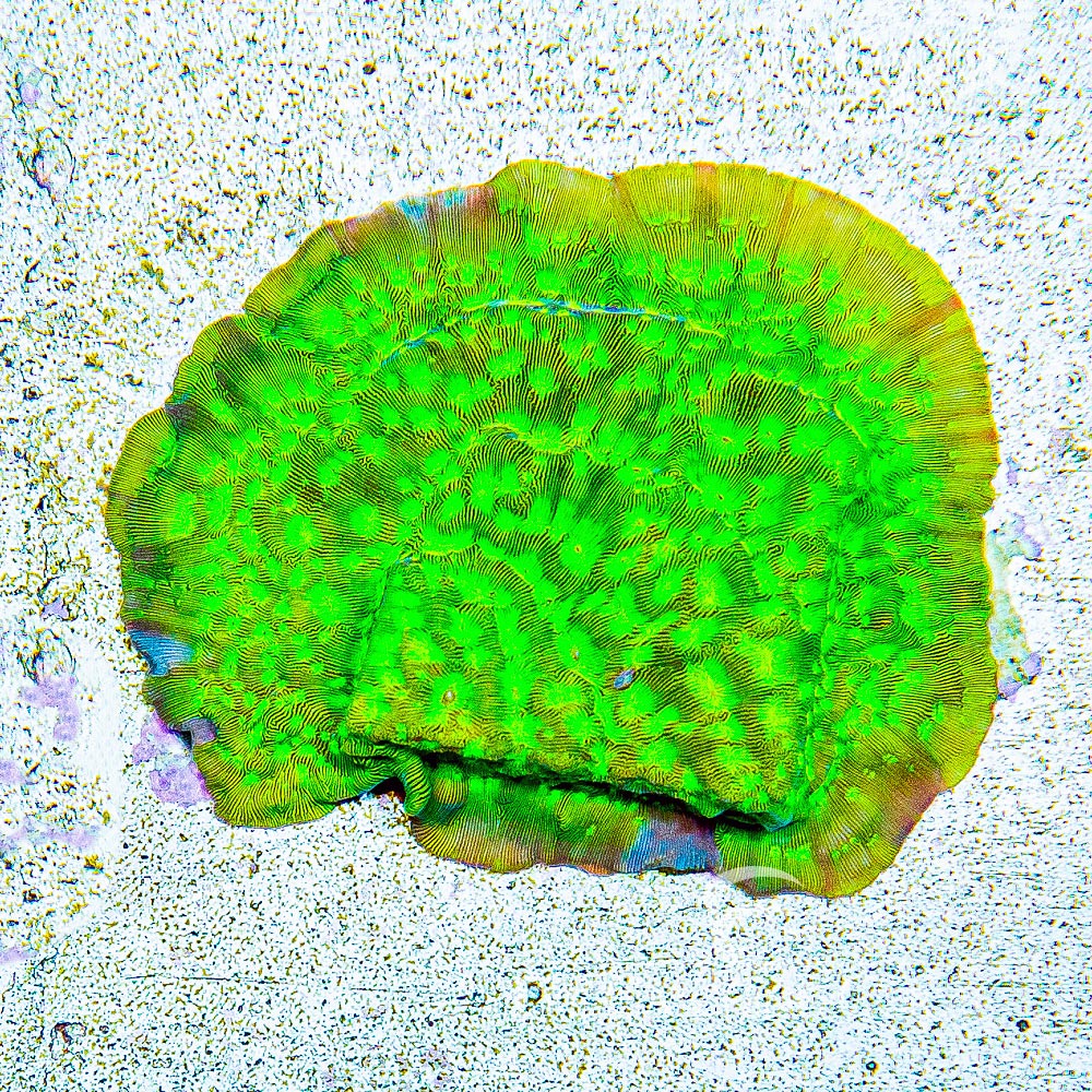 ECC Kiwi Fusion Leptoseris Frag