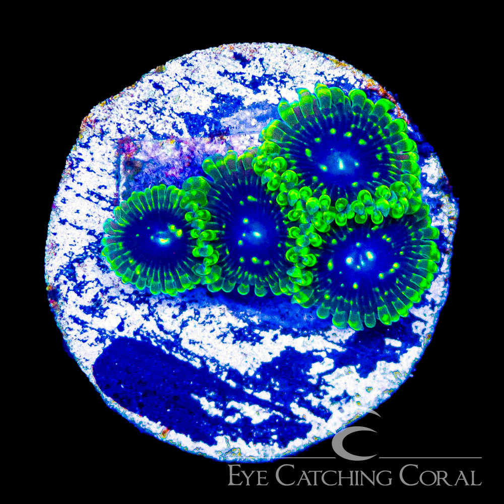 ECC Exosphere Zoanthid Frag (4+Polyp Average)