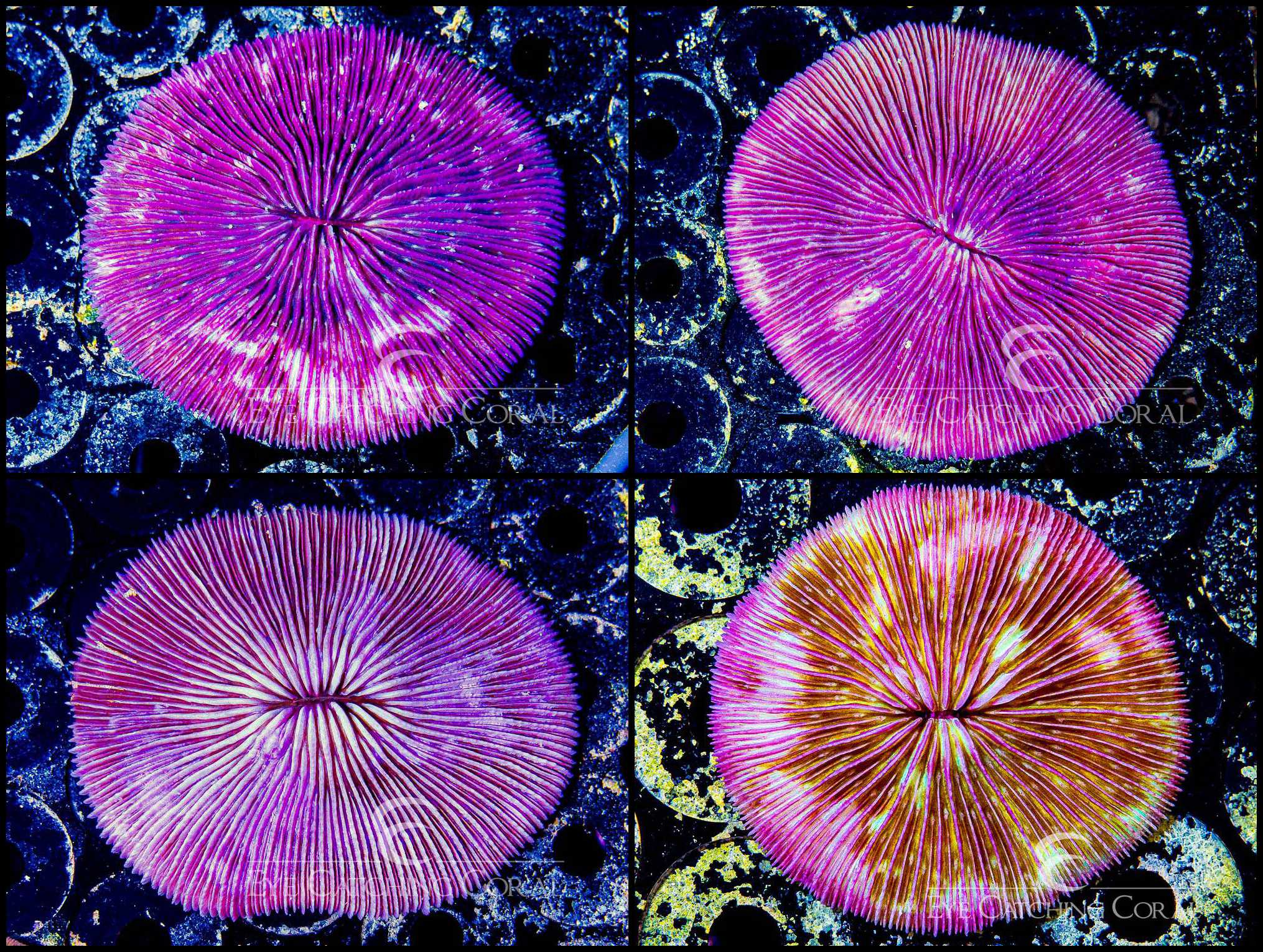 Fungia Assorted