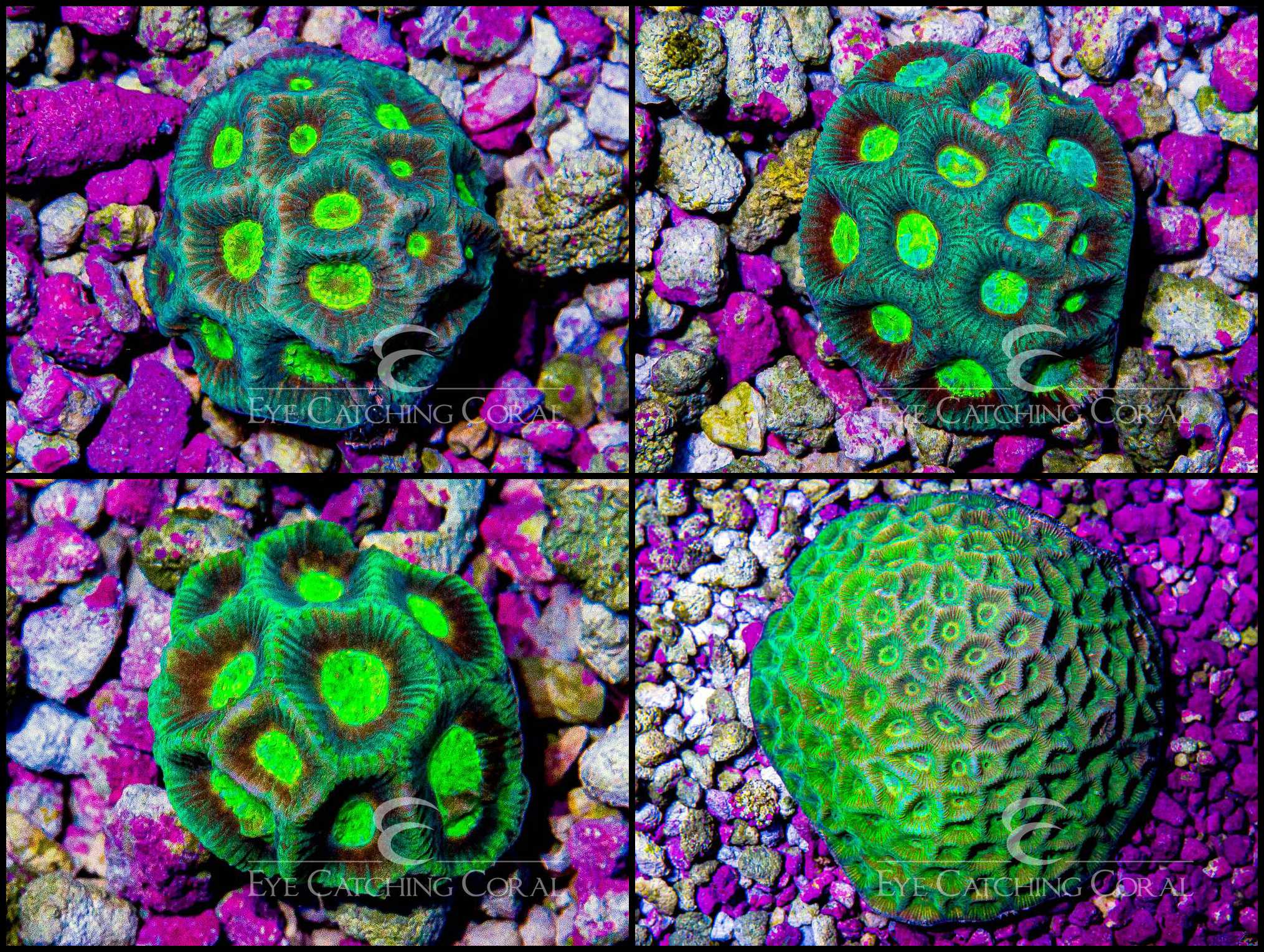 Goniastrea Moon Favia West Coast