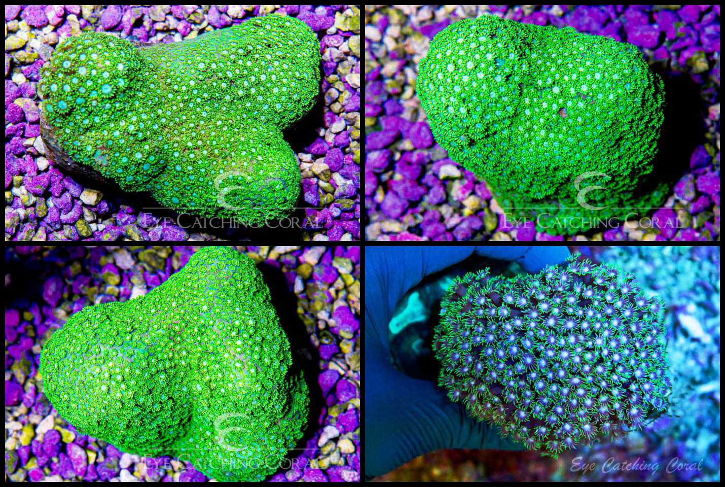 Goniopora Green