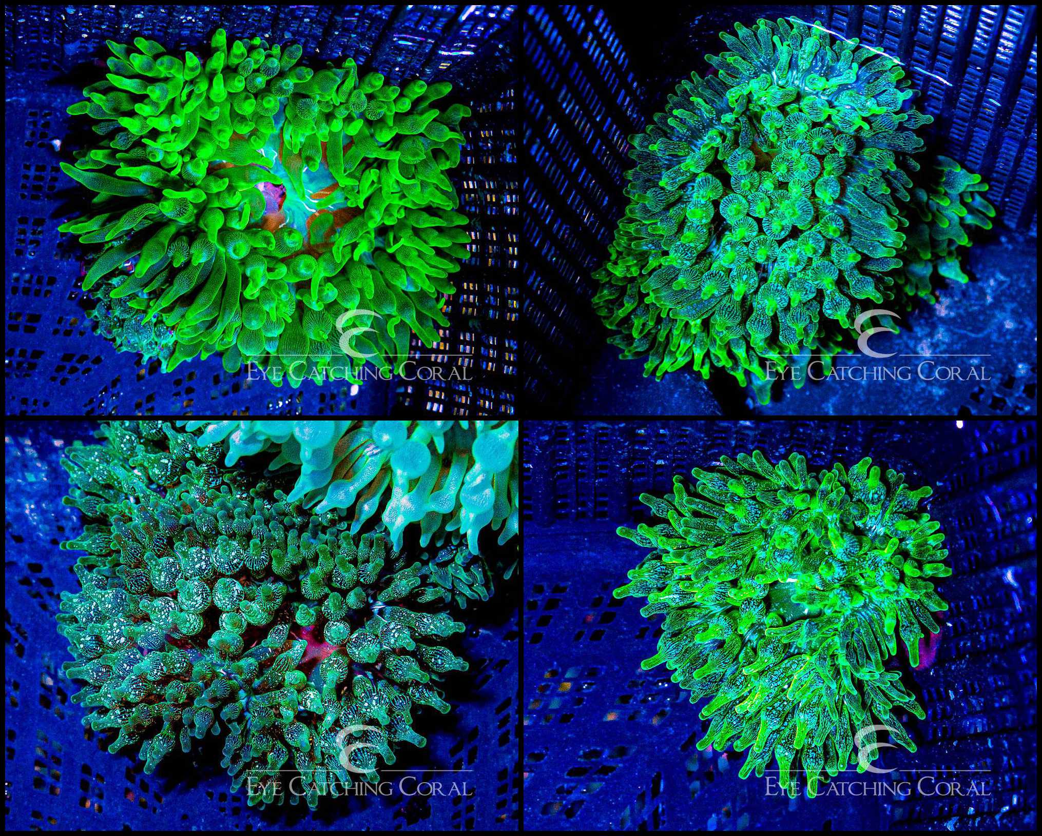 Green Bubble Tip Anemone