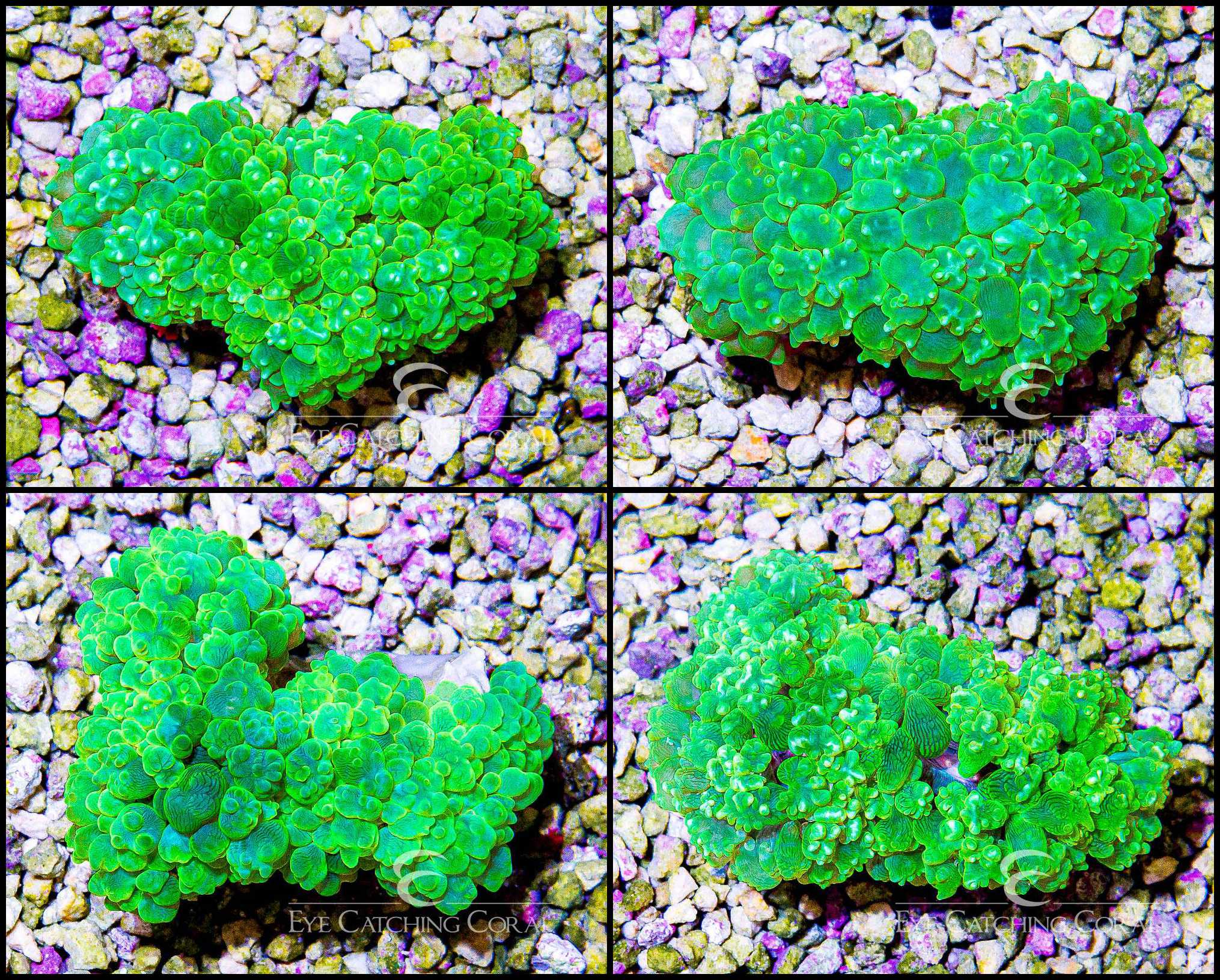 Bubble Coral Green Pearl 