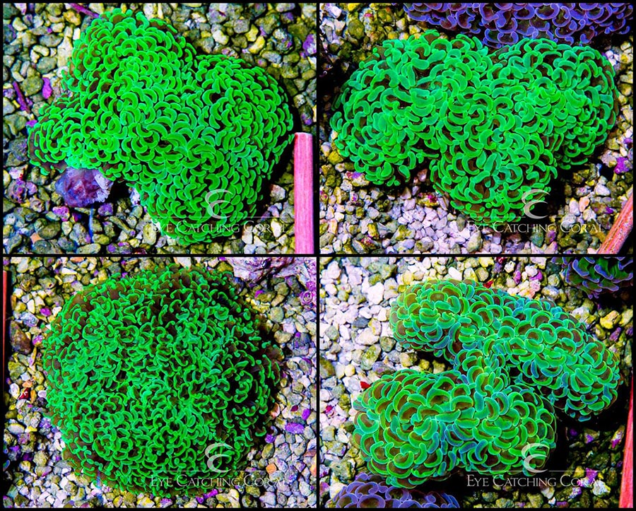Neon Green Tip Hammer 